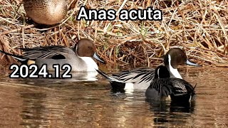 Northern pintail (Pintail) | Ducks in the park | December 2024