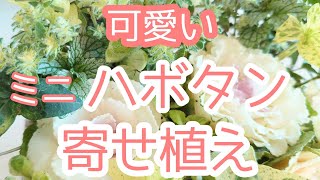 小さなハボタンで作るミニ【寄せ植え】株分け方法をマスター