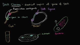 DNA cloning and recombinant DNA | Biomolecules | MCAT | Khan Academy