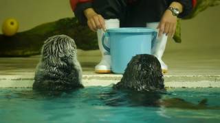 コンコンくるくるラッコのメイとロイズ(鳥羽水族館)