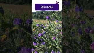 The UK's native Echium! It grows on building sites, farms, heaths and nobody see's it...except Bees!