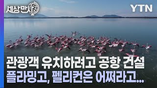 [세상만사] 관광객 유치하려고 조류보호구역에 신공항 짓는 알바니아 / YTN