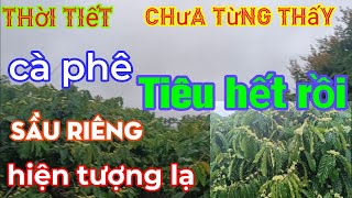 dự đoán giá cà phê hay mấy cũng không bằng ý trời đã ban xuống với thời tiết lạ