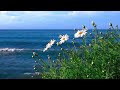 Relaxing & Calm Piano, Relaxation, Tranquil, Spa, Massage, Soft Solo Piano music, relaxing music