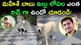 Mahesh Babu Wife Namrata Shared Cute Video Of Her Pets | Fun In Mahesh Babu House | Telugu Panda