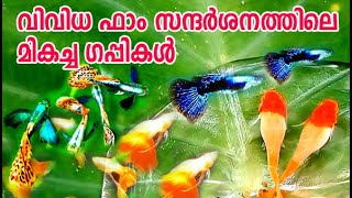 Top 10 Guppy/ഫാം സന്ദർശനത്തിലെ മികച്ച ഗപ്പികൾ