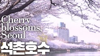 4K [Seoul Cherry Blossom] This is a video of cherry blossoms blooming in Seokchon Lake, Seoul Korea