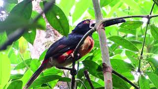 Aracari @TayuticMountainReserve-n6o Turrialba