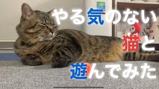 【キジトラ猫】ヒロシです。俺はやる気ない時はとことんやる気がないんだぜぃ #キジトラ #ぐうたら