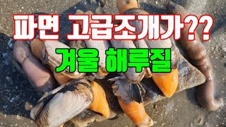 겨울 해루질! 파면 고급스런 조개가 막 나온다고?? 홍맛숙회 먹방