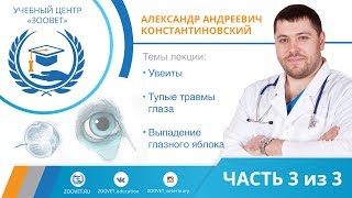 А.А. Константиновский УЦ ЗООВЕТ | Увеиты. Тупые травмы глаза. Выпадение глазного яблока. Часть 3/3