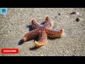 how starfish eat it s food weird way of eating amazing facts about starfish seastar digestion