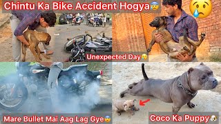 Chintu Ko Bike Vala N Takkar Mar De Raod Cros Karta Hua😡Unexpected Day😢|| Chinki Puppies Vs Rabbit