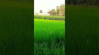 #இயற்கைவிவசாயம் #trending #video #new #lovely #moments #🫰👍