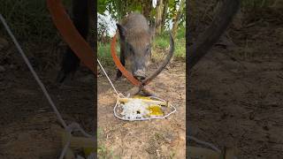 New Technique Wild Pig Trap Make Using Two sickles #wildanimal #shortvideo #animals #shorts