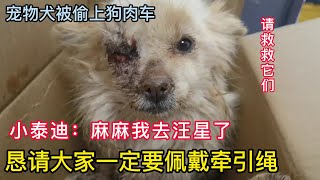 当宠物犬被偷上狗肉车，看到狗狗的样子，你还不佩戴牵引绳吗？请救救它们