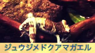 息子制作 生き物動画「ジュウジメドクアマガエル」