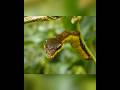 This insect acts like a king cobra snake? #shortvideos #facts #amazingfacts