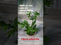 টবে বিলিতি ধনে পাতা চাষ করার পদ্ধতি। bananiorganicgarden ধনেপাতা corianderleaves