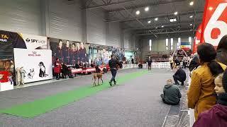 🏆EXPOZITIE CANINA # Timișoara Winter Trophy 2024 # Top Dog Of The Year 2023  🏆