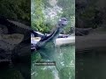 Gharial at the Fort Worth Zoo