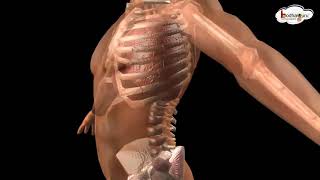 मानव कैसे साँस लेता है - Human breathing process - 3D animation  - in Hindi