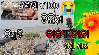 Chilika fishing vlog carb Indian s largest lake Fishing Vlog @MrChilikaVlogs