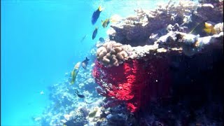 भीड़  tropical fish  snorkeling video at Miyakojima island in Okinawa 宮古島八重干瀬ヤビジ japan