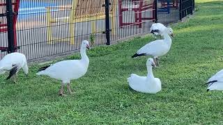 Snow goose crip colony August 25, 2022