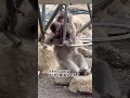 【高尾山さる園】ブランコ遊びするケチャップくん snowmonkey monkey