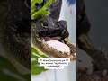 Meet Jawlene, a Florida gator who lost the top half of her jaw #shorts