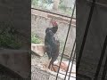 full rain kodi punju 🐓 behave like this very funny 😂 shorts punjulu