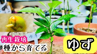 【ゆず】スーパーのゆずを種から栽培♪078