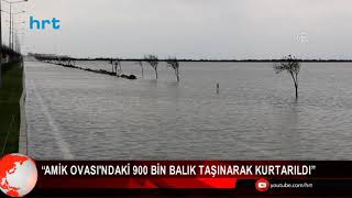 “Amik Ovası'ndaki 900 bin balık taşınarak kurtarıldı”