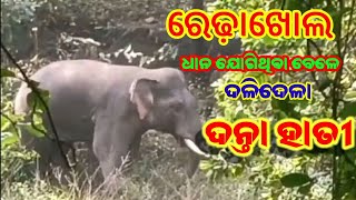 ଧାନ ଜଗିଥିବା ବେଳେ ଦଳିଦେଳା ଦନ୍ତା ହାତୀ//ରେଢ଼ାଖୋଲ ବନଖଣ୍ଡ//
