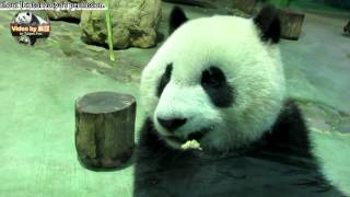 20150520圓仔吃早午餐的萌顏 The Giant Panda Yuan Zai