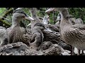 mallard release