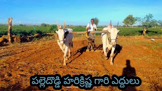 palledoddi Harikrishna khillari bulls