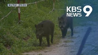 야생멧돼지서 아프리카돼지열병 바이러스 또 발견…확산 우려 / KBS뉴스(News)