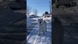 北海道犬のきなこの朝散歩！12.28.産まれ#shorts