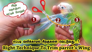 வலிக்காமல் சிறகுகளை வெட்டுவது எப்படி?✂️ | How To Trim Feather's | Rana Birds Tips