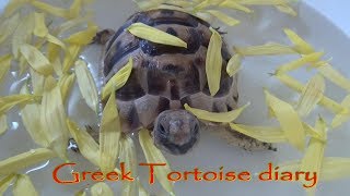 【tortoise diary】ギリシャリクガメpart.35 花びらのお風呂【リクガメの日記】