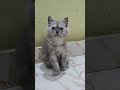 എന്റെ കുഞ്ഞ് 💋 cat catlover funnyanimal dora