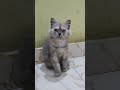 എന്റെ കുഞ്ഞ് 💋 cat catlover funnyanimal dora