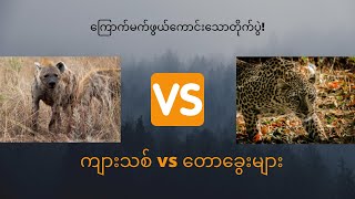 ကျားသစ် vs တောခွေးများ