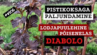 Pistikoksaga paljundamine - lodjapuulehine põisenelas Diabolo | Roheline maja