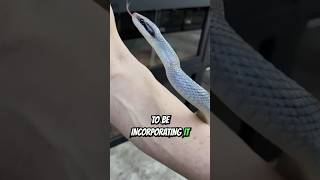 VIETNAMESE BLUE BEAUTY RATSNAKES #shorts #snake #reptiles