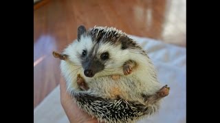 Do You Really Want a Hedgie? - Common Hedgehog Misconceptions