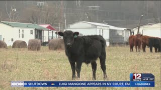 How the 2024 drought hit West Virginia livestock