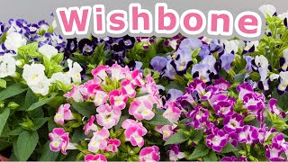 WISHBONE: BENEFITS OF TORENIA, HOW TO GROW and CARE WISHBONE FLOWER